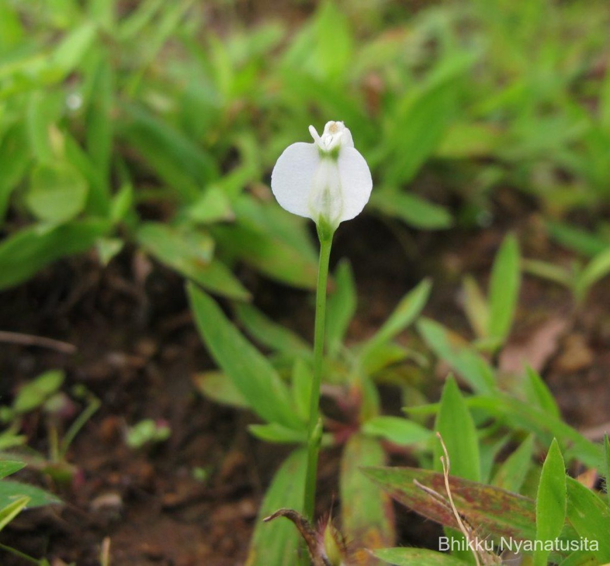 Burmannia pusilla (Miers) Thwaites